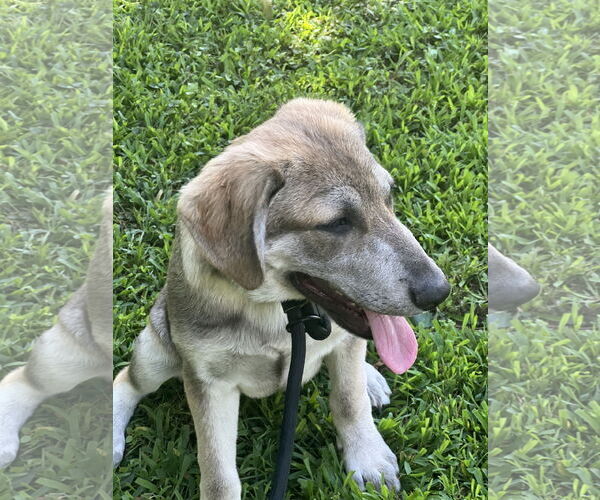 Medium Photo #11 Huskies -Unknown Mix Puppy For Sale in Crossville, AL, USA