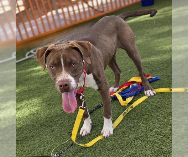 Medium Photo #1 Mutt Puppy For Sale in Las Vegas, NV, USA