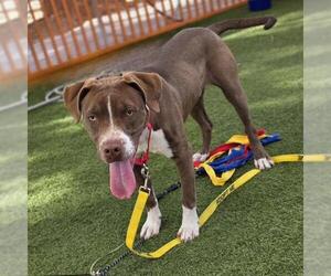 Mutt Dogs for adoption in Las Vegas, NV, USA
