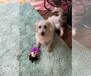 Silky Terrier-Unknown Mix Dogs for adoption in Holly Springs, NC, USA