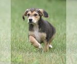 Small #6 Retriever  Mix