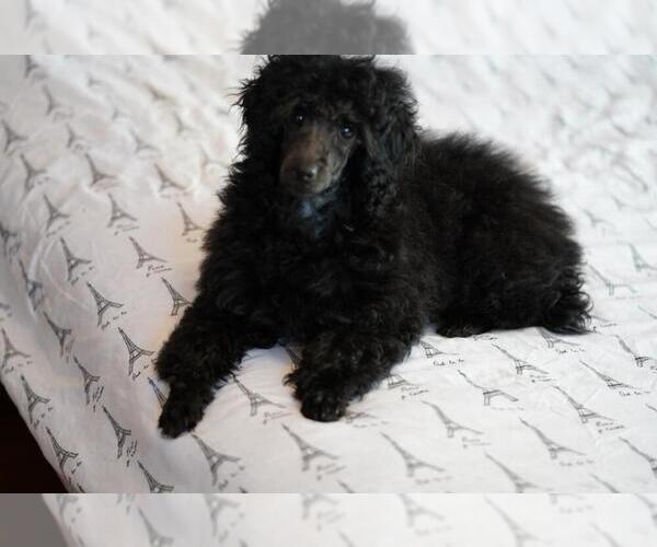 Medium Photo #1 Poodle (Miniature) Puppy For Sale in NORTH RICHLAND HILLS, TX, USA