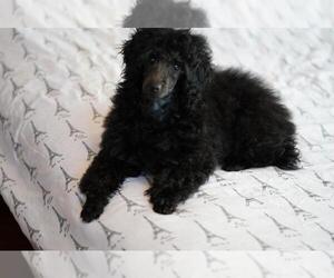 Poodle (Miniature) Puppy for sale in NORTH RICHLAND HILLS, TX, USA
