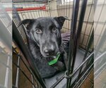 Small Photo #6 Norwegian Elkhound-Schipperke Mix Puppy For Sale in Doylestown, PA, USA