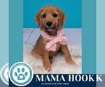Small Photo #2 Beagle-Unknown Mix Puppy For Sale in Kimberton, PA, USA