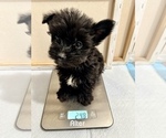 Small Photo #87 Yorkshire Terrier Puppy For Sale in HAYWARD, CA, USA