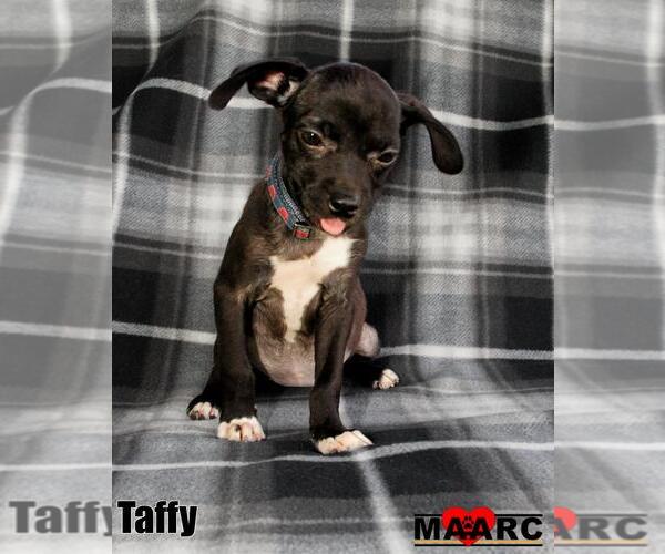 Medium Photo #1 Boston Huahua Puppy For Sale in Maryville, TN, USA