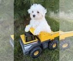 Small #4 Maltese