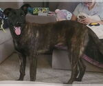 Small #5 Dutch Shepherd  Mix