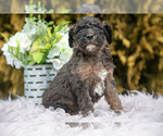 Small #1 Poodle (Standard)