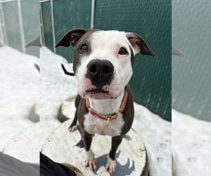 Violet - Female Boxer-Unknown Mix Dog for Adoption - Photo #11