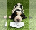 Small #5 Basset Hound