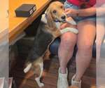 Small #4 Beagle