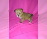 Small Photo #4 Morkie Puppy For Sale in LAPEER, MI, USA