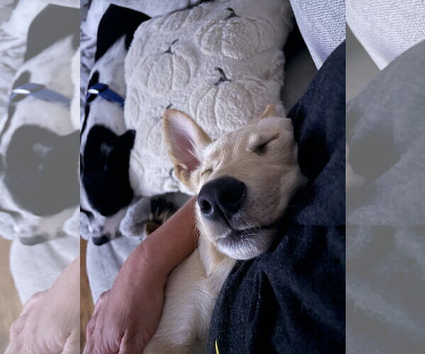 Medium Photo #4 German Shepherd Dog-Unknown Mix Puppy For Sale in Sandy, UT, USA