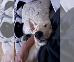 Small #3 German Shepherd Dog Mix