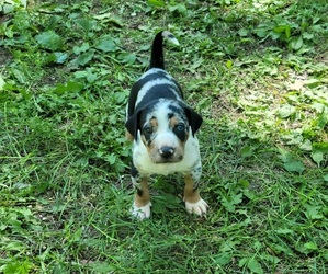 Catahoula Leopard Dog Puppy for sale in MORAN, MI, USA