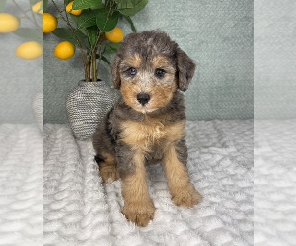 Medium Photo #4 Bernedoodle (Miniature) Puppy For Sale in FRANKLIN, IN, USA