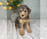 Small #3 Bernedoodle (Miniature)