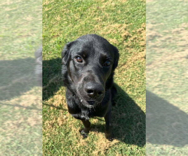 Medium Photo #3 Labrador Retriever-Unknown Mix Puppy For Sale in Evansville, IN, USA