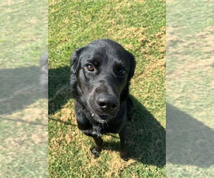 Rook - Male Labrador Retriever-Unknown Mix Dog for Adoption - Photo #3