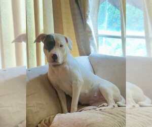 American Pit Bull Terrier Dogs for adoption in Holly Springs, NC, USA