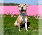 Small #7 American Pit Bull Terrier
