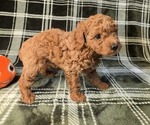 Puppy Tony Poodle (Miniature)