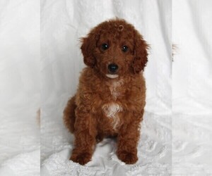 Goldendoodle (Miniature) Puppy for sale in FREDERICKSBURG, OH, USA