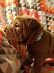 Chinese Shar-Pei Puppy for sale in WATERTOWN, WI, USA