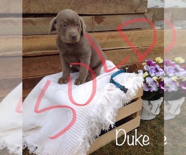Medium Photo #4 Labrador Retriever Puppy For Sale in POLK, OH, USA