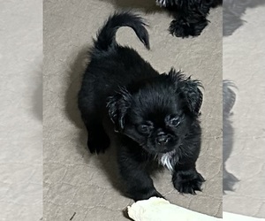 Shih Tzu Puppy for Sale in GLOUCESTER, Virginia USA
