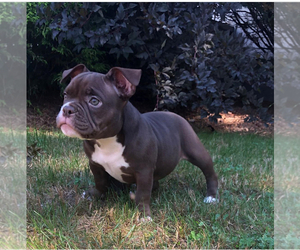 American Bully Puppy for sale in BOSTON, MA, USA