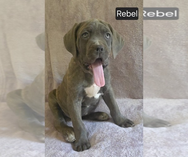 Medium Photo #9 Cane Corso Puppy For Sale in MINERAL WELLS, WV, USA