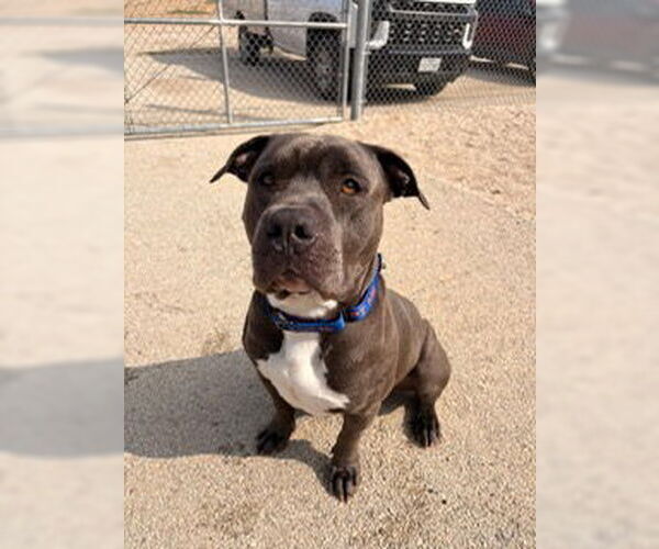 Medium Photo #2 Mutt Puppy For Sale in Pleasanton, TX, USA