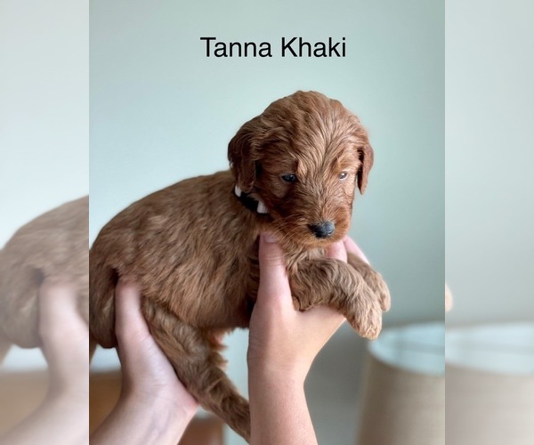 Medium Photo #17 Goldendoodle Puppy For Sale in KISSIMMEE, FL, USA