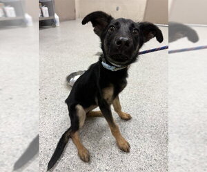 German Shepherd Dog-Unknown Mix Dogs for adoption in Conroe, TX, USA