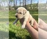Small Photo #50 Golden Retriever Puppy For Sale in CONCORD, VA, USA