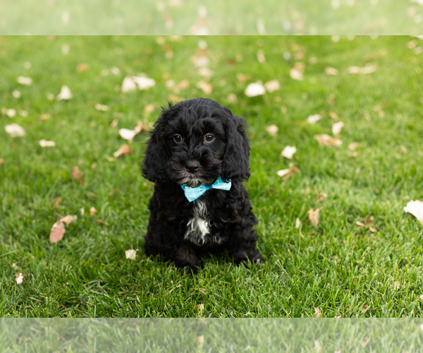 Medium Photo #2 Cocker Spaniel-Poodle (Miniature) Mix Puppy For Sale in NAPPANEE, IN, USA