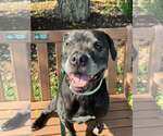 Small #1 Labrador Retriever Mix