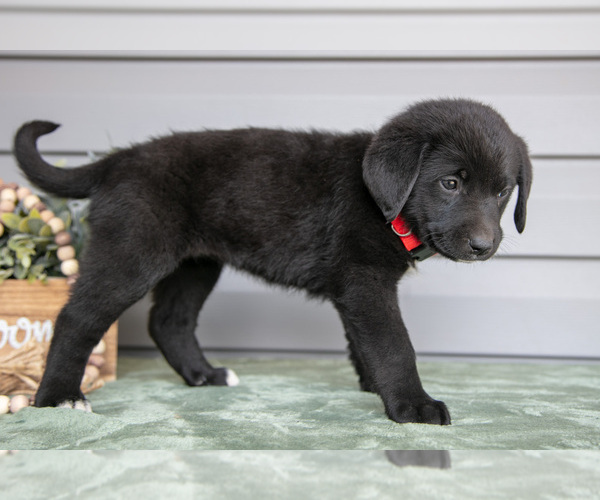 Medium Photo #3 Bernedoodle-Labrador Retriever Mix Puppy For Sale in REED CITY, MI, USA