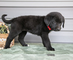 Small Photo #13 Bernedoodle-Labrador Retriever Mix Puppy For Sale in REED CITY, MI, USA