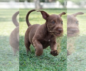 Dachsador Dogs for adoption in Pompano Beach , FL, USA