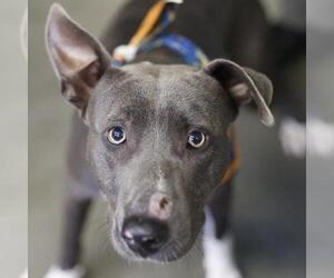 American Staffordshire Terrier-Unknown Mix Dogs for adoption in San Antonio, TX, USA
