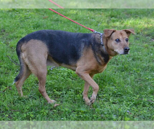 Medium Photo #3 Mutt Puppy For Sale in Enfield, CT, USA