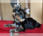 Small Photo #3 Yorkshire Terrier Puppy For Sale in Cluj-Napoca, Cluj, Romainia