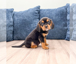 Small #4 Beaglier