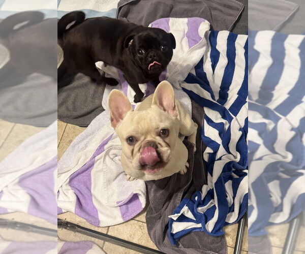 Medium Photo #2 French Bulldog Puppy For Sale in Oak Bluffs, MA, USA