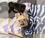 Small #1 French Bulldog