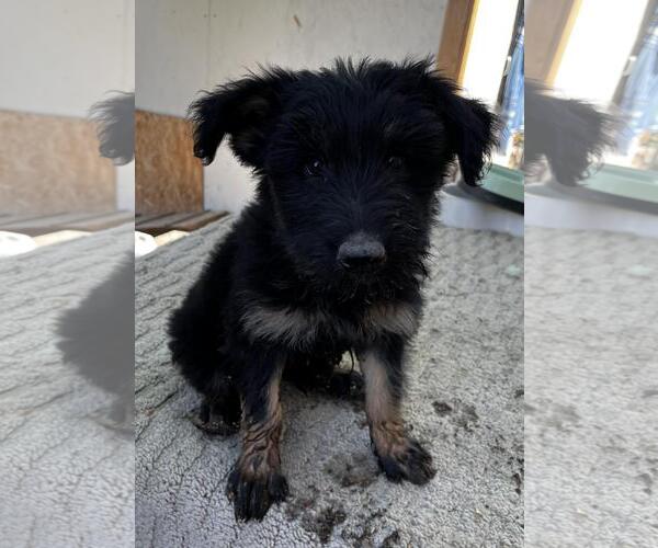 Medium Photo #5 German Shepherd Dog-Unknown Mix Puppy For Sale in Incline Village, NV, USA